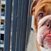 A bulldog named Big Daddy, sad because of quarantine, has become a new network meme