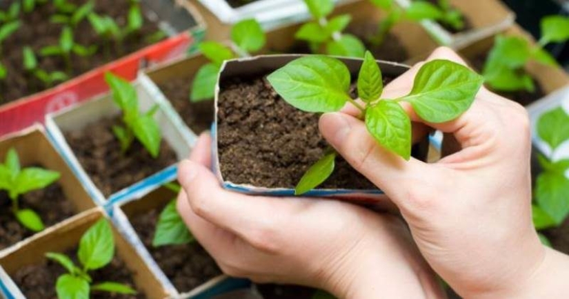 A Canadian blogger and plants tried to breathe at each other's expense. What came of it A Canadian blogger and plants tried to breathe at each other's expense. What came of it