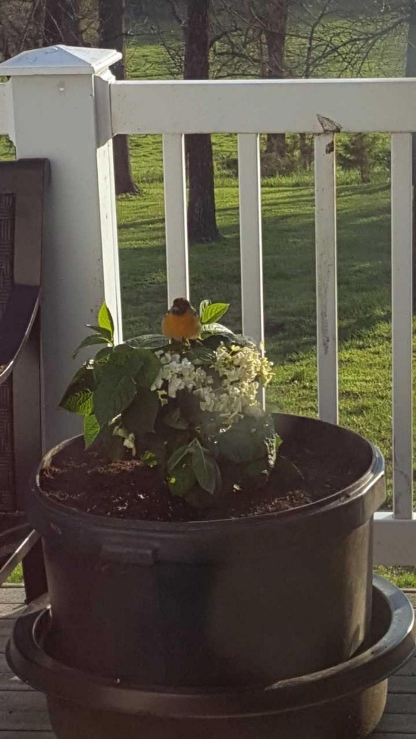 A child or a biomaterial? An American woman has published a photo of her stillborn son