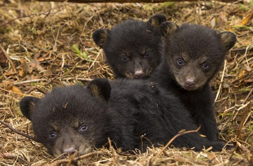 A Chinese man took bears for domestic dogs for two years A Chinese man took bears for domestic dogs for two years