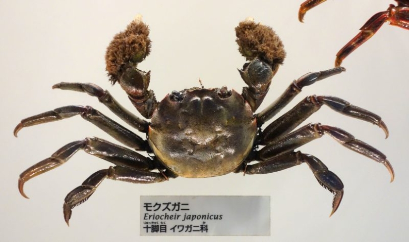 A dangerous guest for fish and humans has been found in the Moskva River