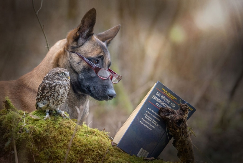 A dog and an owl who can't live without each other