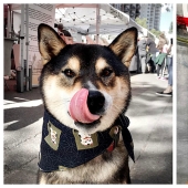 A dog of the Shiba Inu breed draws pictures and earns thousands of dollars on it