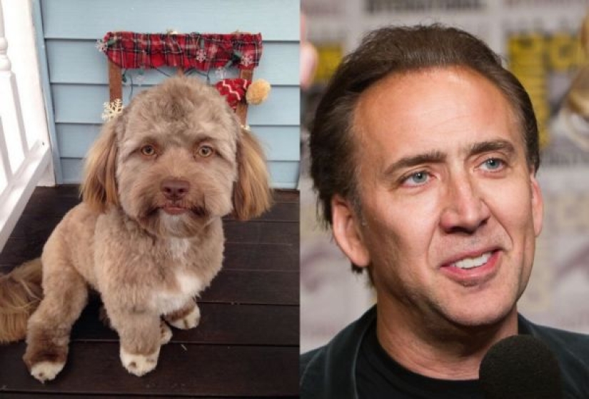 A dog with a human face was found on Reddit, who even knows how to wink slyly