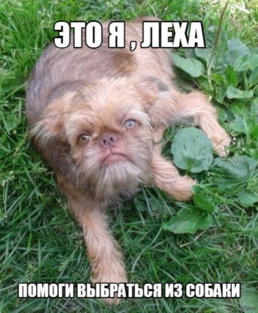 A dog with a human face was found on Reddit, who even knows how to wink slyly