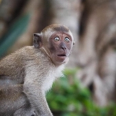 A farmer from India repainted his dog into a tiger to scare off impudent monkeys