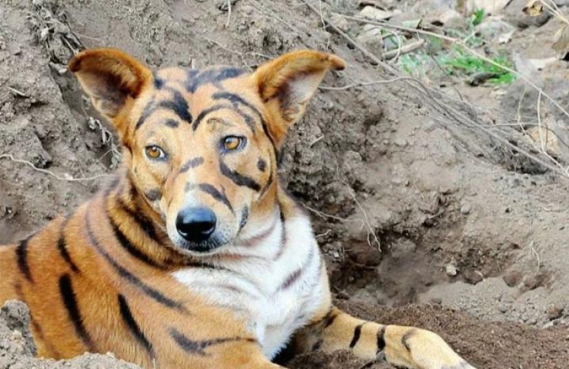 A farmer from India repainted his dog into a tiger to scare off impudent monkeys A farmer from India repainted his dog into a tiger to scare off impudent monkeys