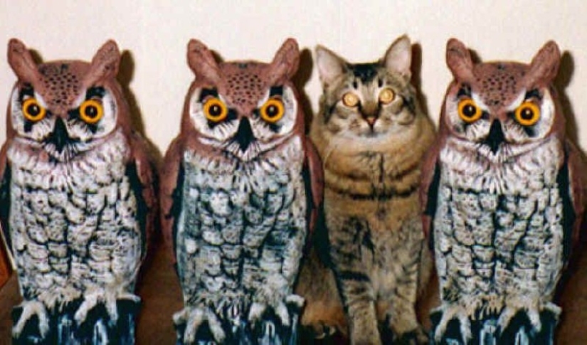 A friend among strangers, a stranger among his own: 18 magnificent cases of disguise