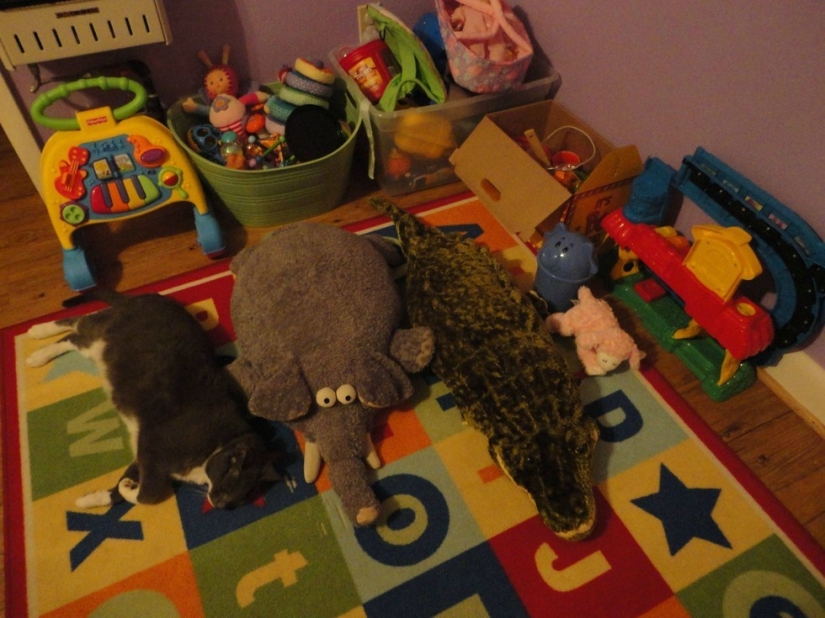 A friend among strangers: a deer in England was "adopted" by a herd of cows