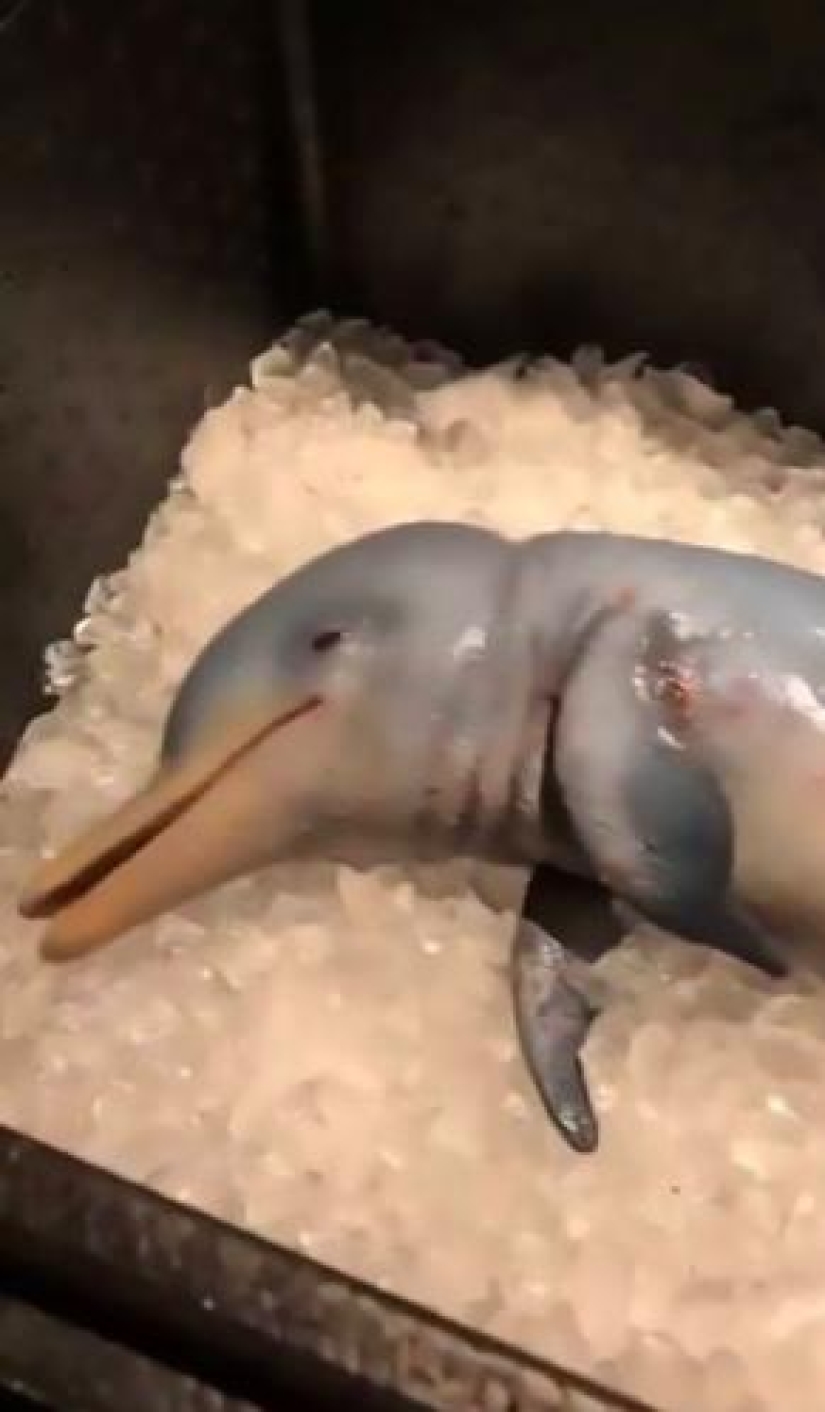 A German blogger showed how he eats a dolphin and became an object of hatred. The prank had to be urgently exposed A German blogger showed how he eats a dolphin and became an object of hatred. The prank had to be urgently exposed