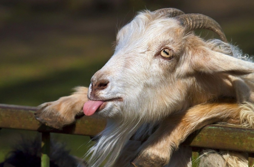 A goat for an hour and an iPhone box at a time: the most delusional rental offers A goat for an hour and an iPhone box at a time: the most delusional rental offers