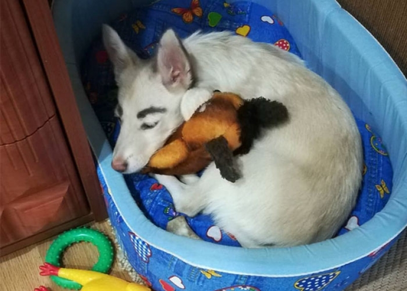 A homeless puppy with eyebrows that were considered painted has found a home in Bratsk