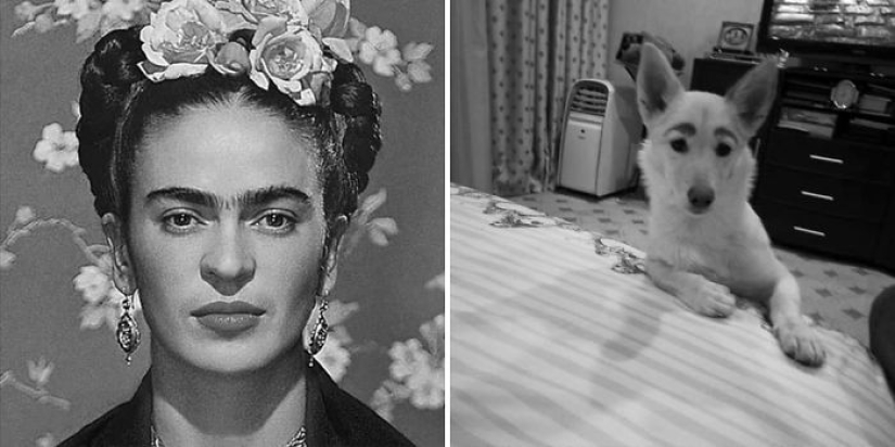 A homeless puppy with eyebrows that were considered painted has found a home in Bratsk