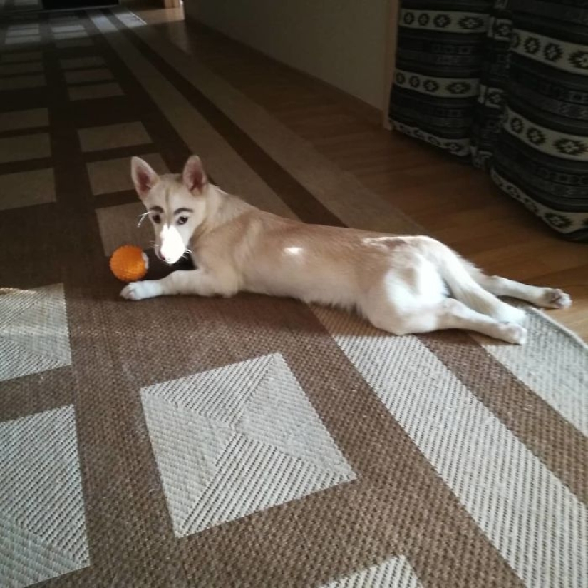 A homeless puppy with eyebrows that were considered painted has found a home in Bratsk