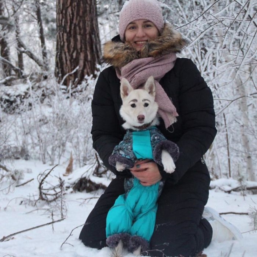 A homeless puppy with eyebrows that were considered painted has found a home in Bratsk