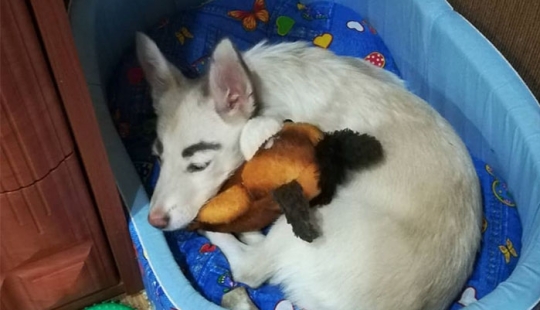 A homeless puppy with eyebrows that were considered painted has found a home in Bratsk