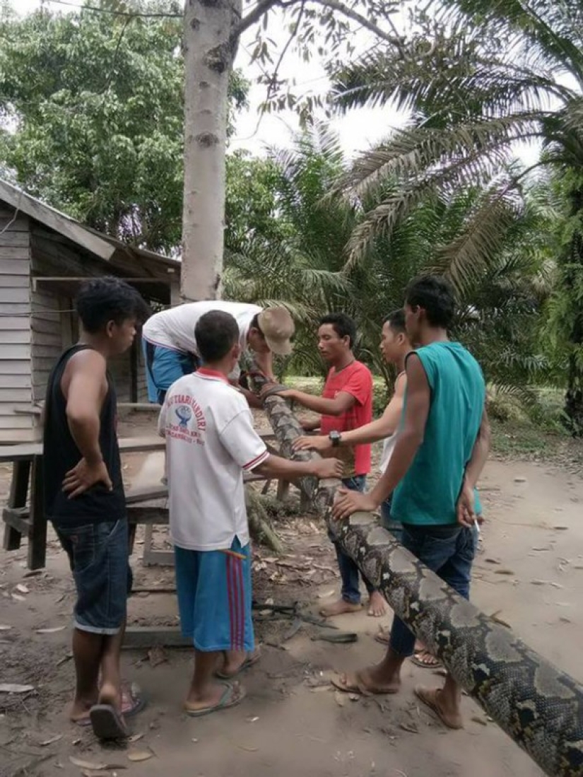 A man fought in a deadly fight with a seven-meter python
