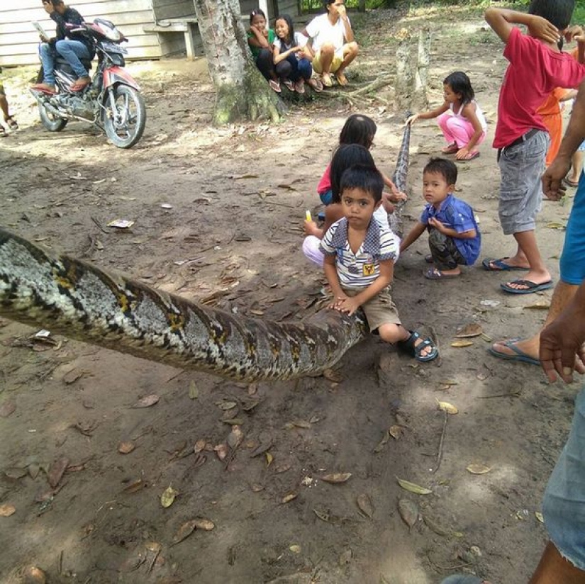A man fought in a deadly fight with a seven-meter python