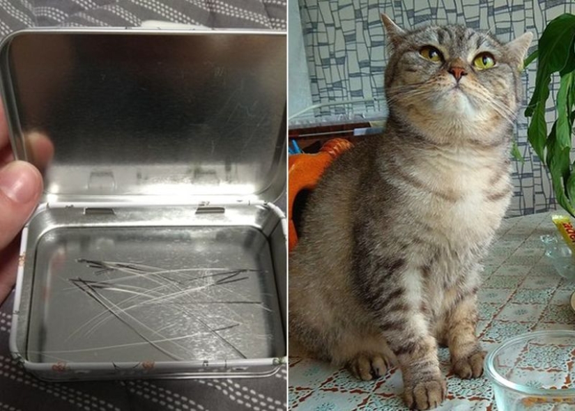 A man put up for sale cat whiskers, and a buyer with specific requests became interested in them