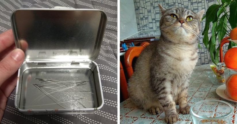 A man put up for sale cat whiskers, and a buyer with specific requests became interested in them