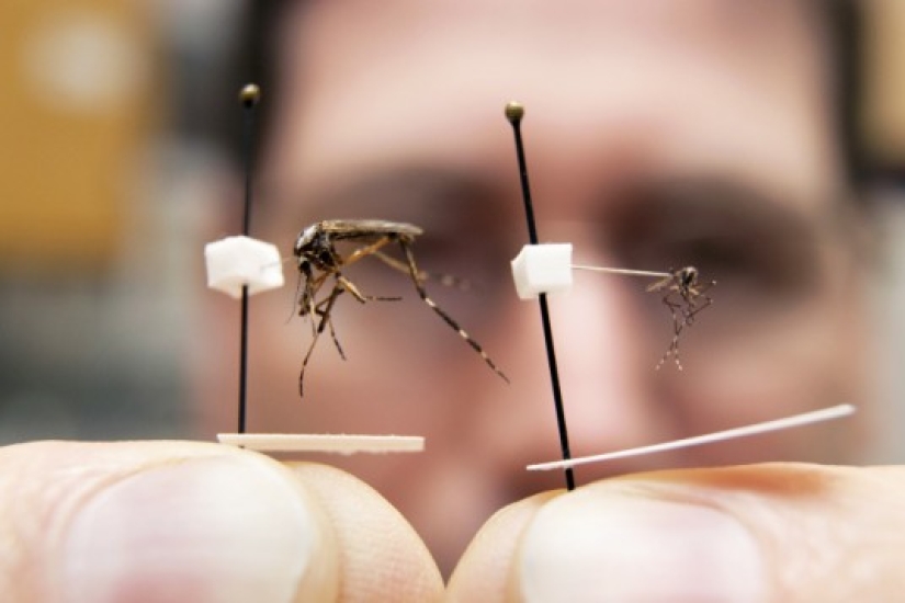 A million-strong army of mutant mosquitoes has been created in the UK and this is not a new weapon at all A million-strong army of mutant mosquitoes has been created in the UK and this is not a new weapon at all