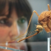 A million-strong army of mutant mosquitoes has been created in the UK and this is not a new weapon at all