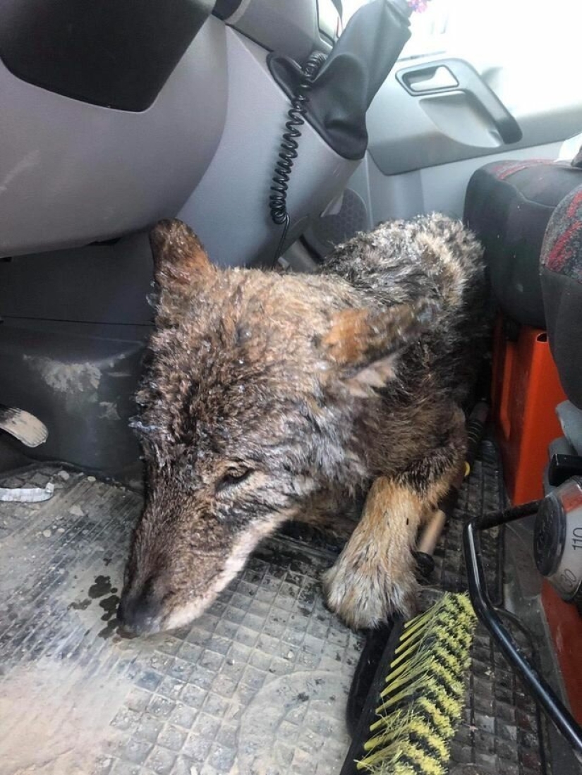 A mistake came out: Estonians rescued a dog from an icy river, and it turned out to be a wolf A mistake came out: Estonians rescued a dog from an icy river, and it turned out to be a wolf