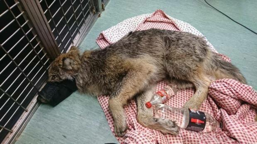 A mistake came out: Estonians rescued a dog from an icy river, and it turned out to be a wolf A mistake came out: Estonians rescued a dog from an icy river, and it turned out to be a wolf