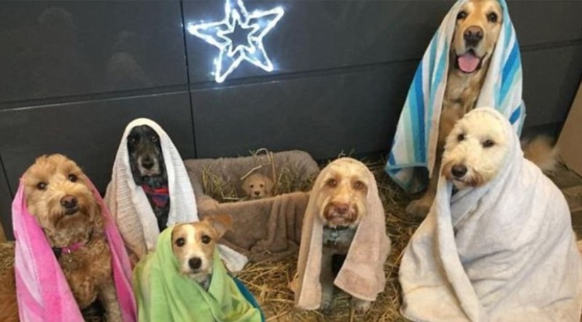 A nativity scene with sausages: a traditional scene in an unconventional performance A nativity scene with sausages: a traditional scene in an unconventional performance