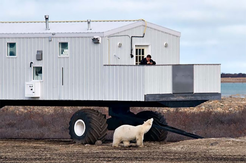 A night with polar bears: the first Arctic hotel on wheels