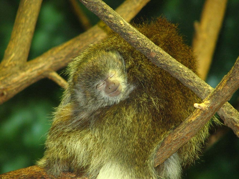 ¡A partir del 1 de abril! 10 datos sobre sonreír y reír