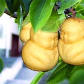 A pear in the form of a Buddha and other vegetables and fruits of bizarre shapes