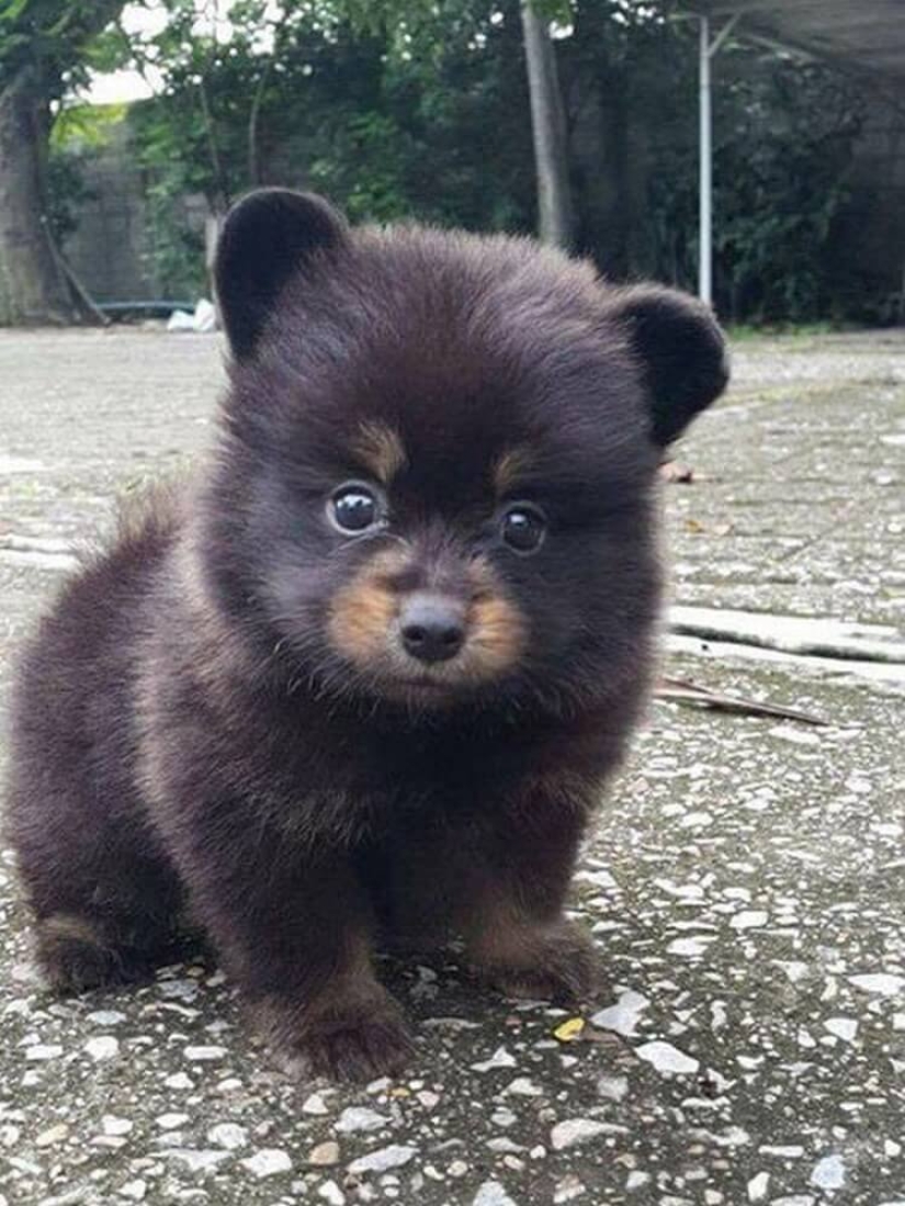 A rare bear cub was sold to a Chinese woman instead of a dog A rare bear cub was sold to a Chinese woman instead of a dog