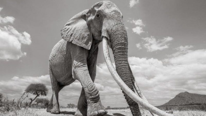A rare elephant with "super-tusks" has died in Kenya