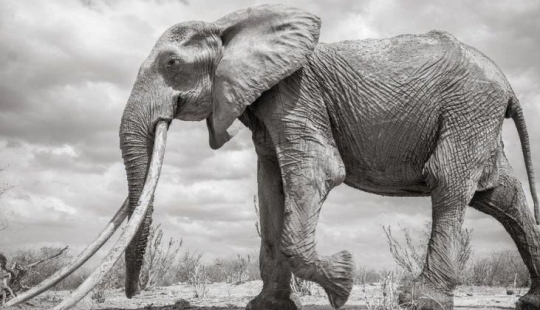 A rare elephant with "super-tusks" has died in Kenya