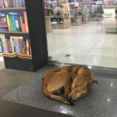 A stray dog steals a book from a bookstore and becomes a celebrity