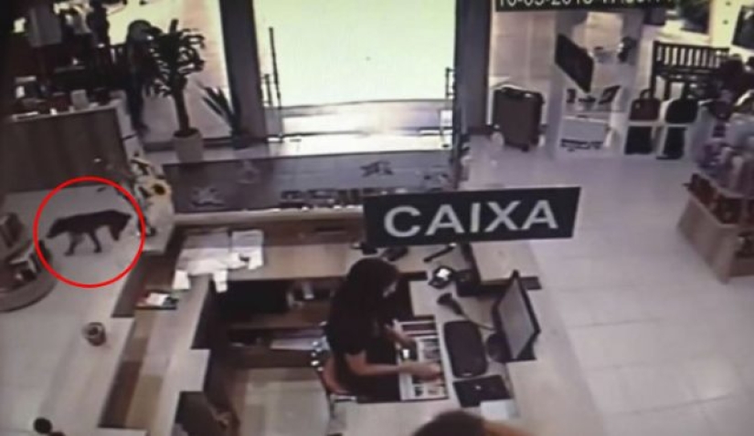 A stray dog steals a book from a bookstore and becomes a celebrity