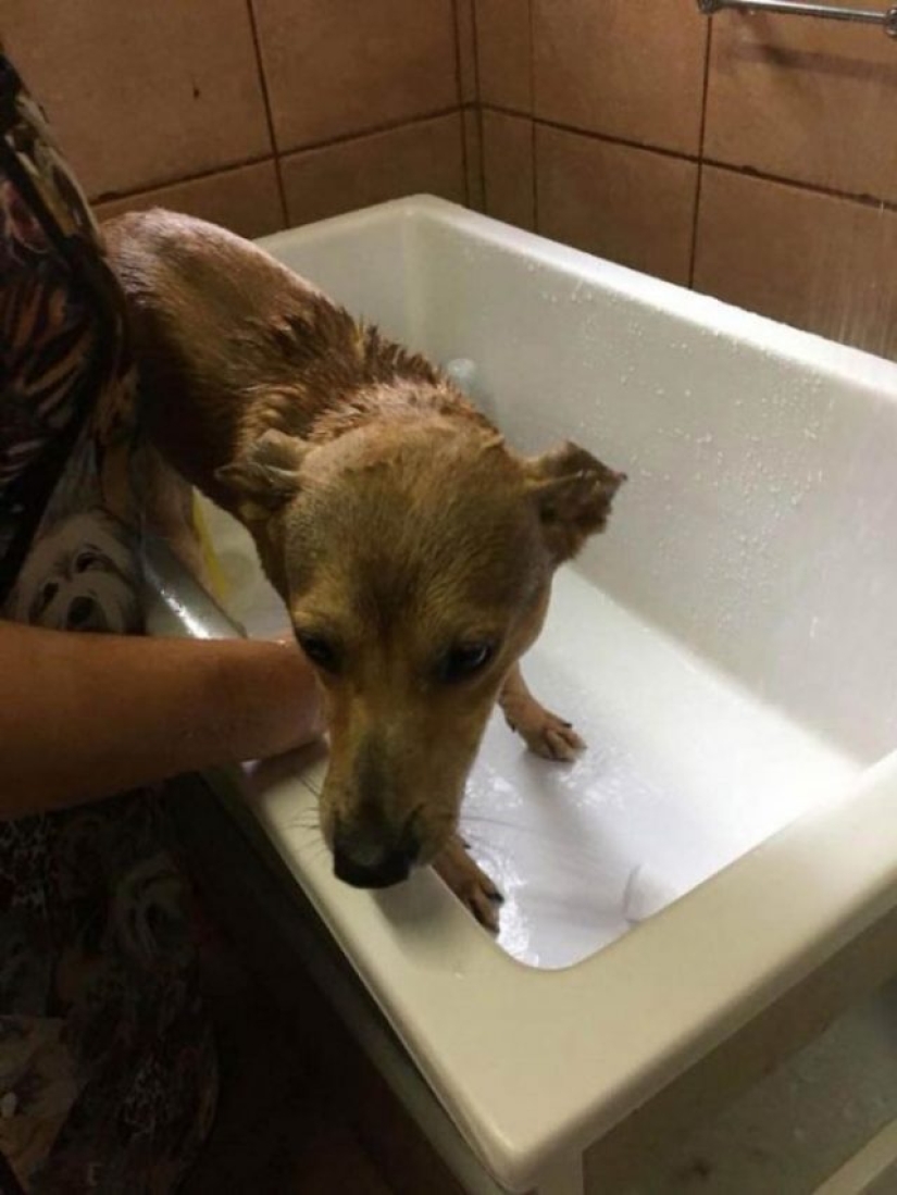 A stray dog steals a book from a bookstore and becomes a celebrity
