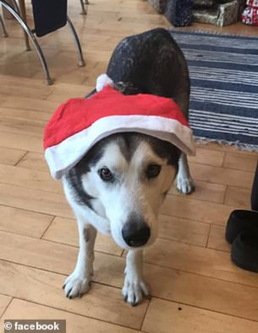 A terrible surprise: the girl returned and found her beloved dog dead and wrapped in duct tape A terrible surprise: the girl returned and found her beloved dog dead and wrapped in duct tape