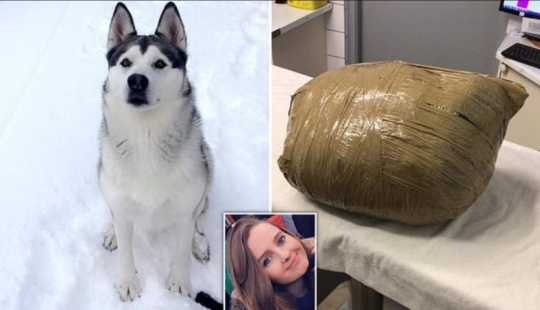 A terrible surprise: the girl returned and found her beloved dog dead and wrapped in duct tape