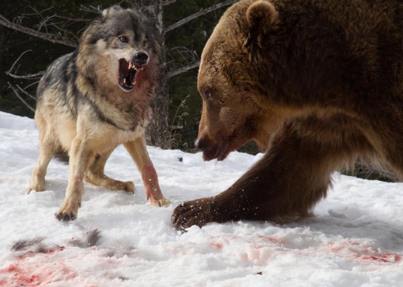 A tourist witnessed a bloody grizzly fight with a pack of wolves