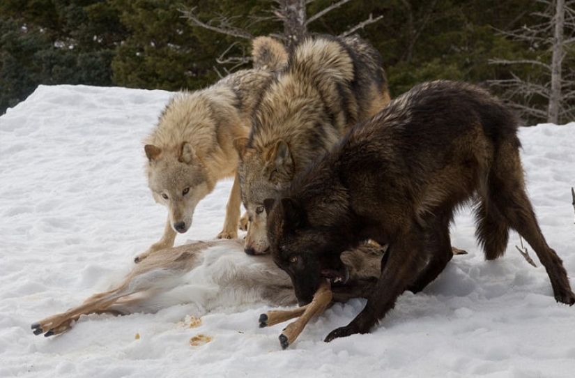 A tourist witnessed a bloody grizzly fight with a pack of wolves