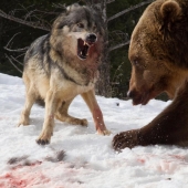 A tourist witnessed a bloody grizzly fight with a pack of wolves