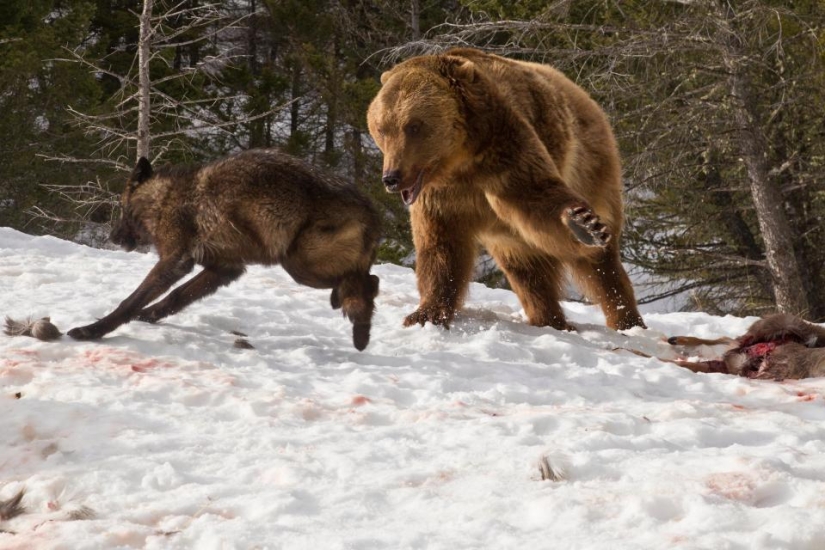 A tourist witnessed a bloody grizzly fight with a pack of wolves