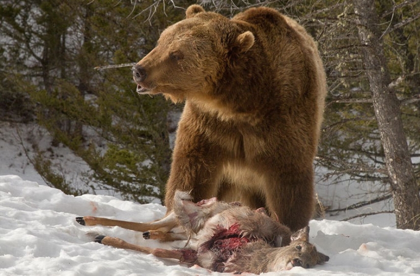 A tourist witnessed a bloody grizzly fight with a pack of wolves