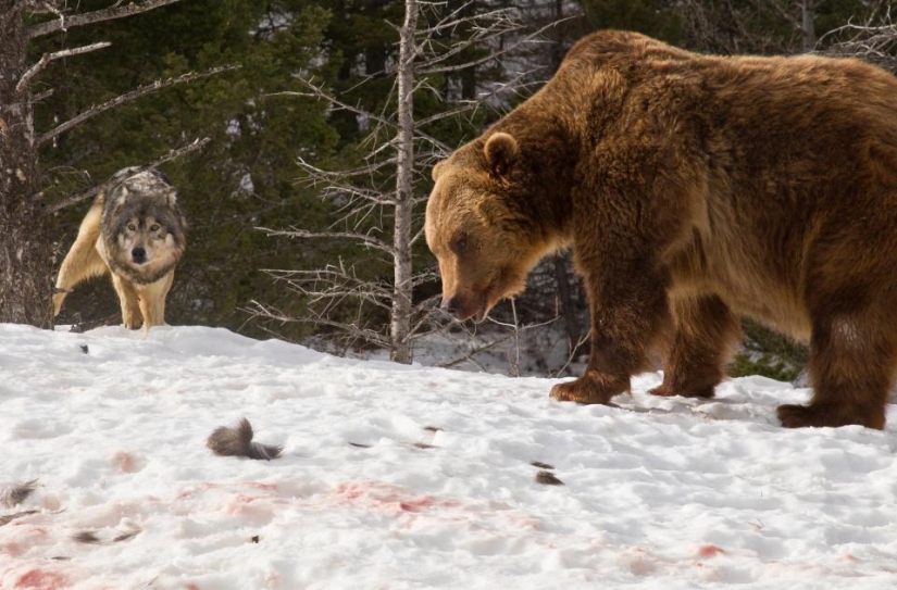 A tourist witnessed a bloody grizzly fight with a pack of wolves