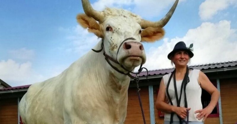 A trainer from France brought up a racing bull