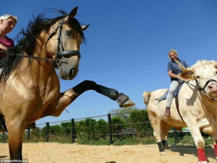 A trainer from France brought up a racing bull