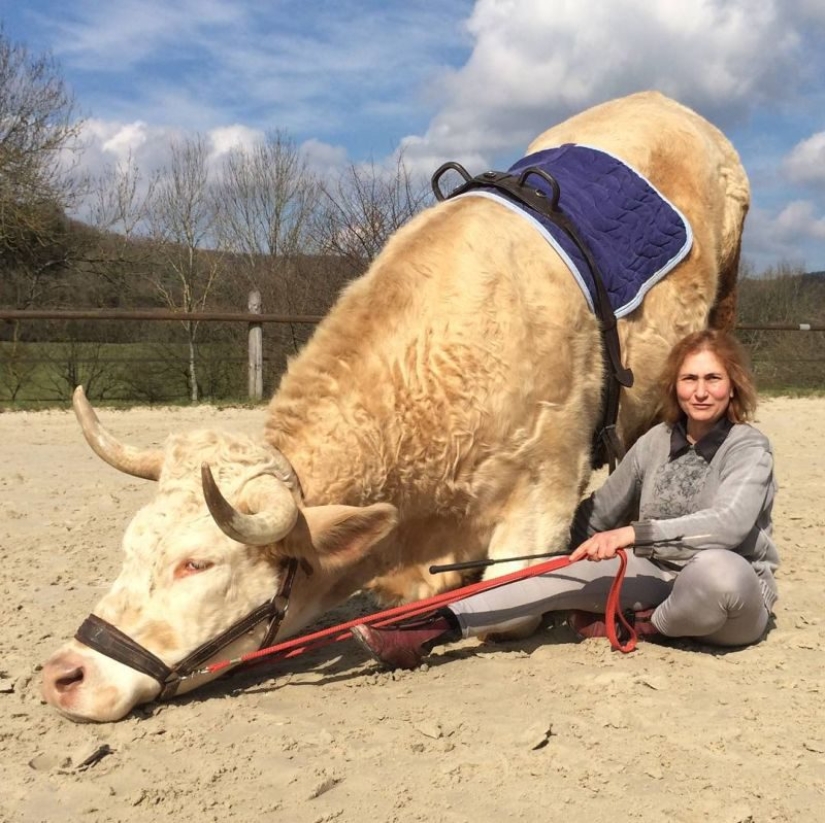 A trainer from France brought up a racing bull
