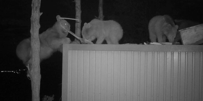 A Turkish farmer has attracted bears thieves to tasting honey and not lost A Turkish farmer has attracted bears thieves to tasting honey and not lost